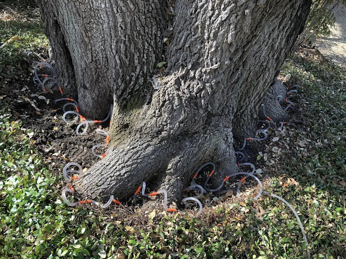 Detailed Tree Cabling and Bracing job site in Westfield Center