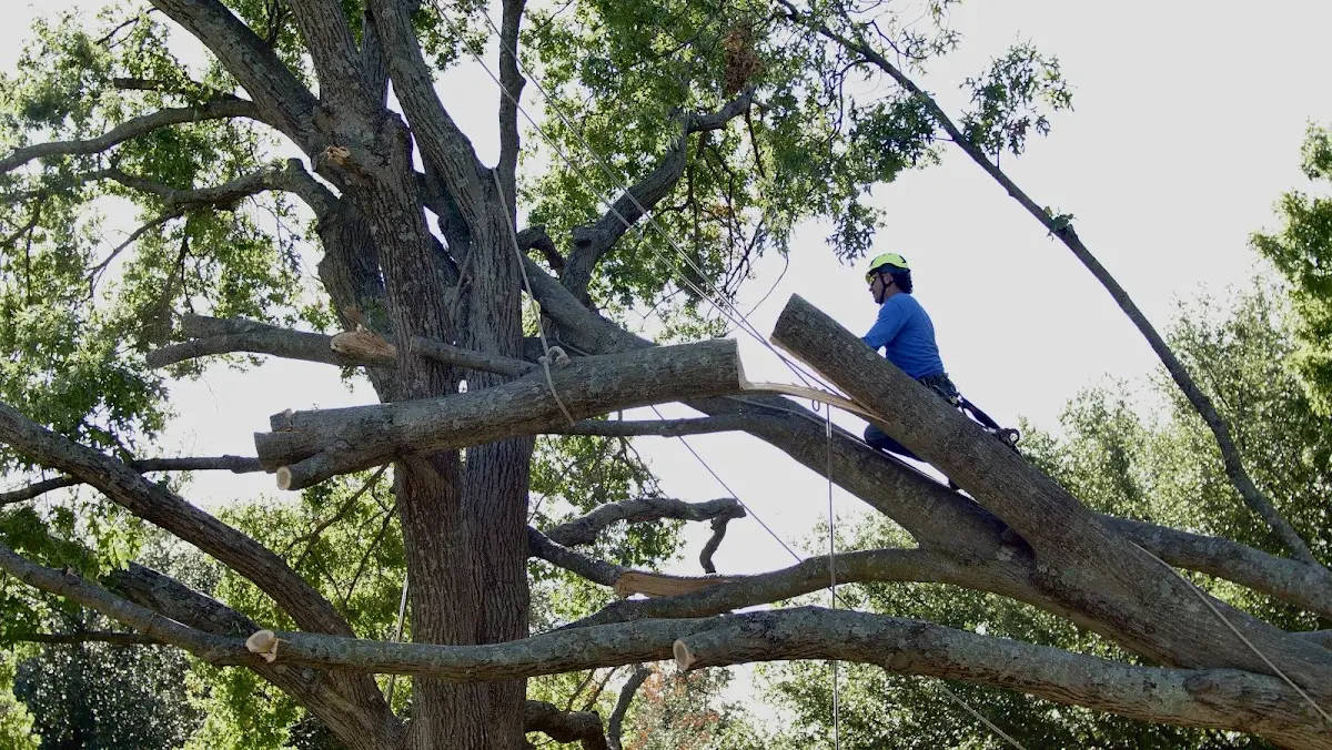 Professional Crown Thinning performed by certified arborists in Westfield Center