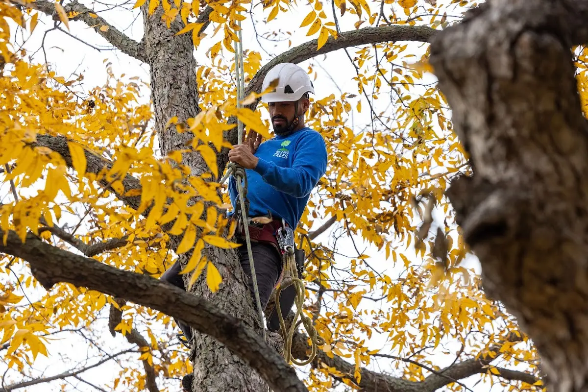 Skilled Tree Planing crew working in Westfield Center