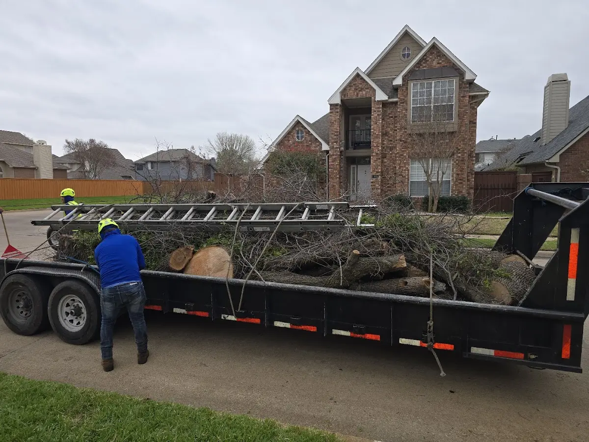Expert Tree Pest Control with proper safety equipment in Westfield Center